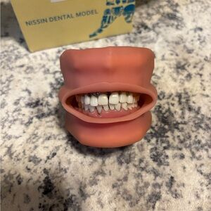 Nissin Dental Typodont